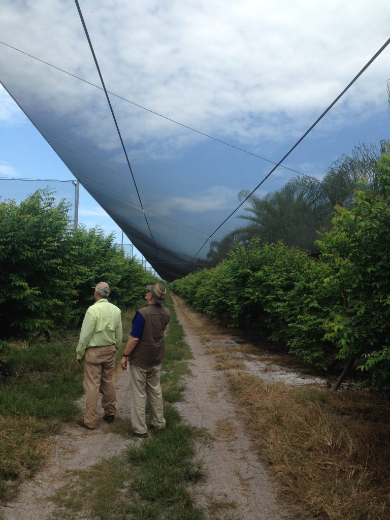 Two men walking under a large mesh canopy in a field of green bushes