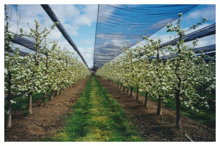 Crop protection netting over orchard