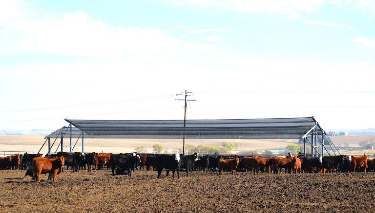A herd of black and brown cattle stands on dirt ground near a large metal shelter in a rural landscape under a clear sky.