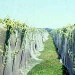 Drap style bird net — Crop Protection