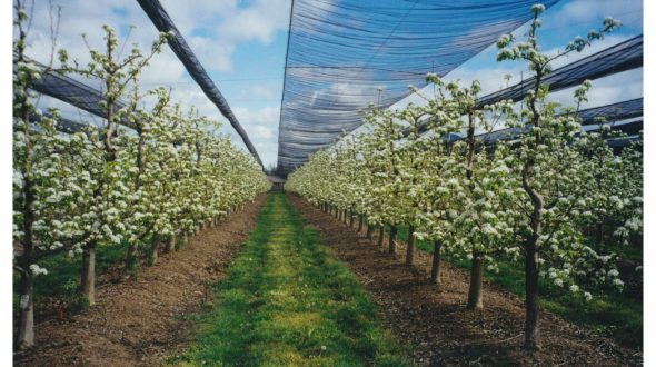 Rows of blossoming trees under a protective netting structure in an orchard