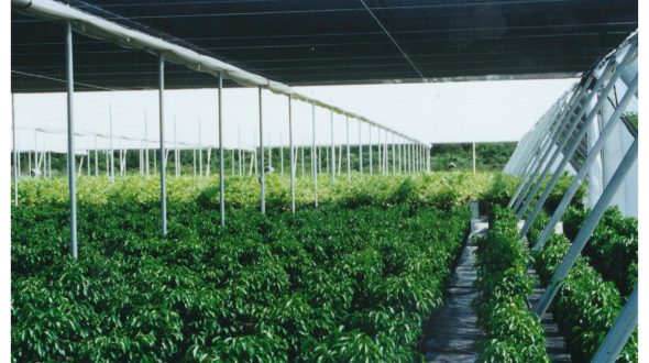Rows of green plants under a large canopy structure with metal supports
