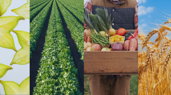 A collage of agricultural scenes including kiwi slices, sheep, starfruit, crops, vegetables, wheat, cows, and a tractor