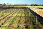 Aerial view of a fenced agricultural field with rows of young plants under netting