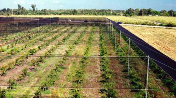 Aerial view of a fenced agricultural field with rows of young plants under netting