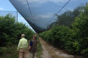 Two men walking under a large mesh canopy in a field of green bushes