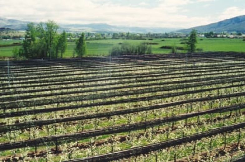 Rows of young fruit trees protected by hail nets stretch across a green field