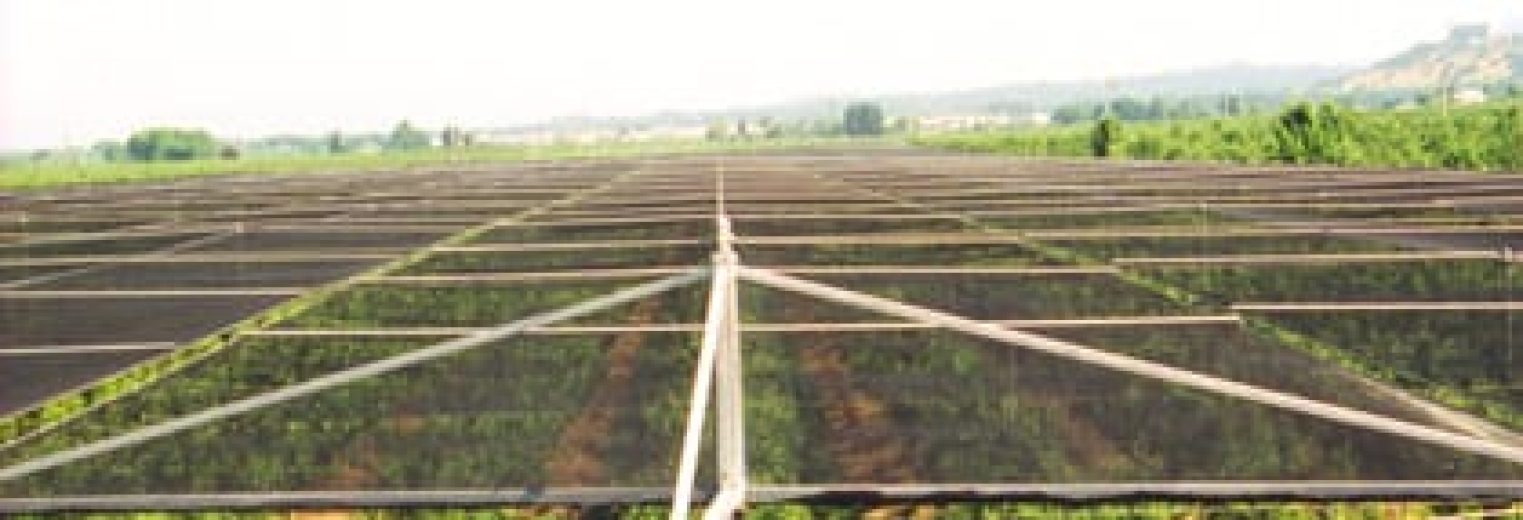 A large agricultural field covered with a grid of hail netting over young fruit trees
