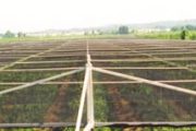 A large agricultural field covered with a grid of hail netting over young fruit trees