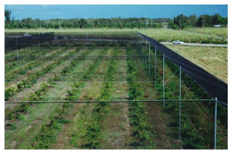 A fenced agricultural field with rows of young plants and a road in the background