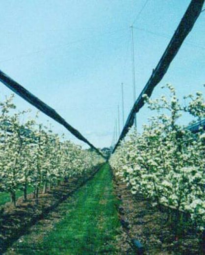 Rows of blossoming trees with overhead netting in an orchard