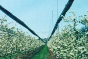Rows of blossoming trees with overhead netting in an orchard