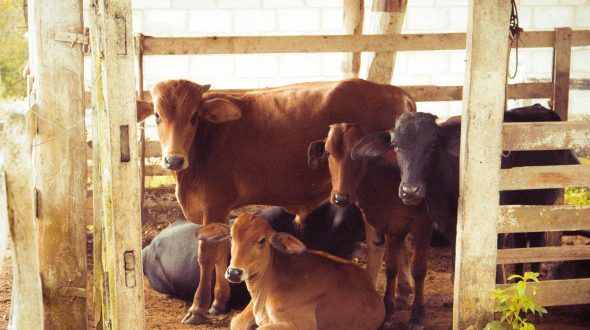 Cows and calves in a barn with wooden fences and a corrugated roof