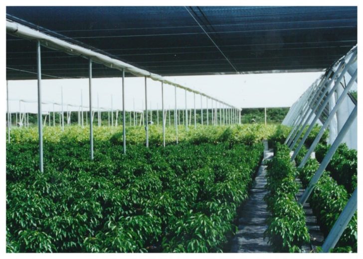 Rows of green plants growing under a large, dark shade structure with metal supports