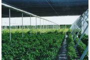 Rows of green plants growing under a large, dark shade structure with metal supports