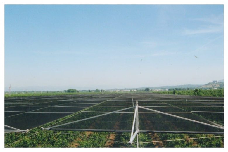 A vineyard with protective netting stretched over rows of grapevines under a clear sky
