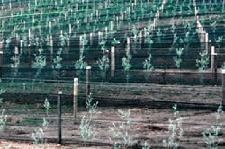 Rows of young plants are protected by a green mesh windbreak fence