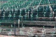 Rows of young plants are protected by a green mesh windbreak fence